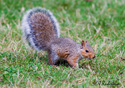 Sciurus carolinensis